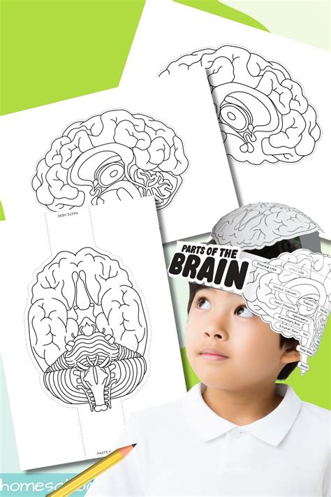 Printable Science Woeksheet Human Brain