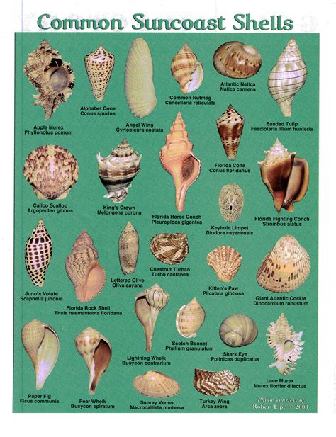 Printable Seashell Identification Chart Florida