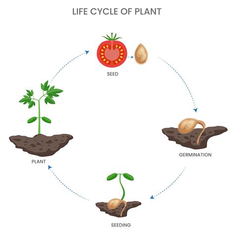 Printable Seed Of Life With Triangular Formations