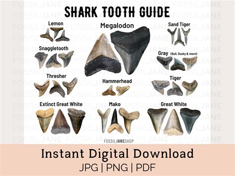 Printable Shark Teeth Fossil