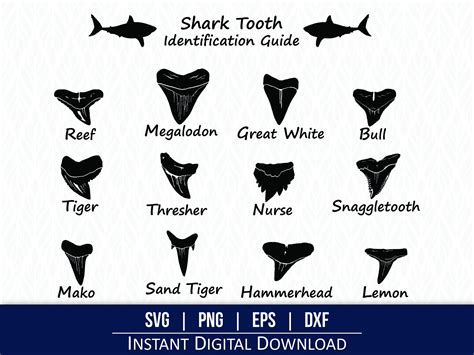 Printable Shark Teeth Kayak