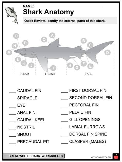 Printable Shark Worksheets
