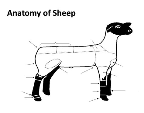 Printable Sheep Part Quiz