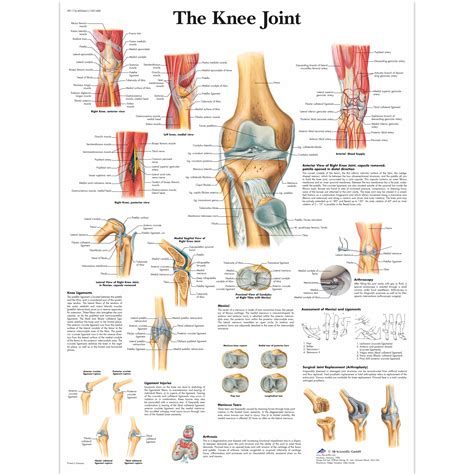 Printable Skeletal Joint Chart