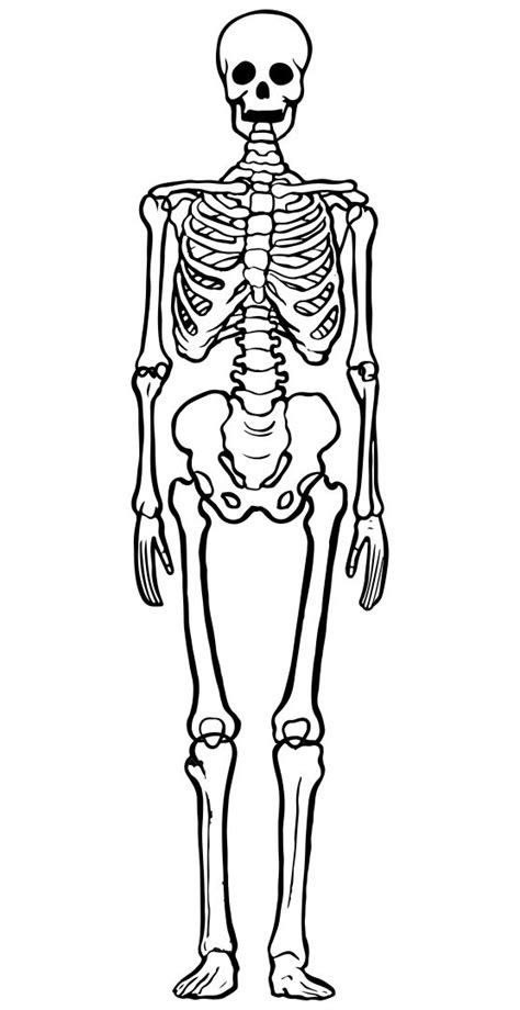 Printable Skeleton Human Body Large