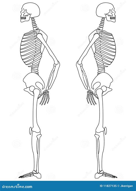 Printable Skeleton Side View