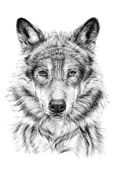 Printable Sketch Of A Wolf