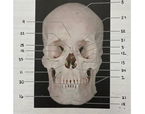 Printable Skull And Markings