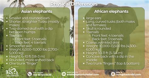 Printable Spot The Difference Asian Elephant