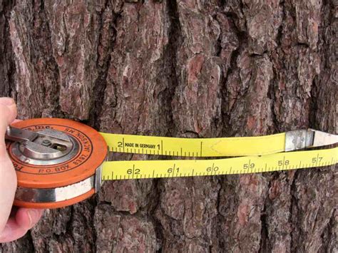 Printable Tree Diameter Tape