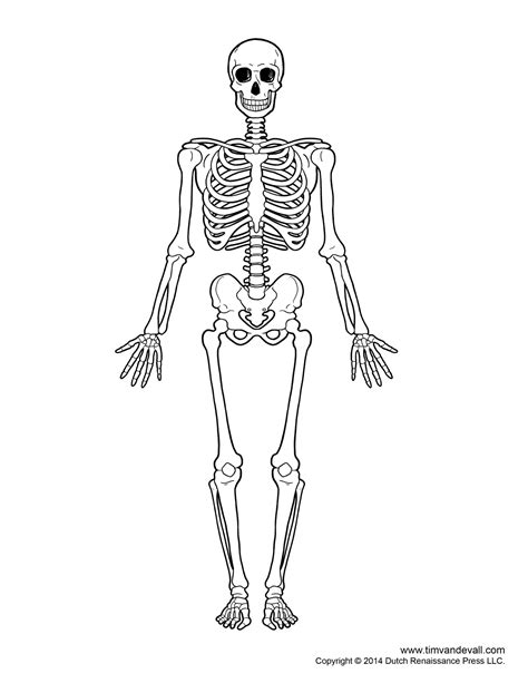 Printable White Backround Skeleton