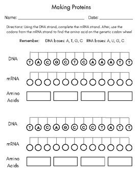 Printable Worksheets Proteins