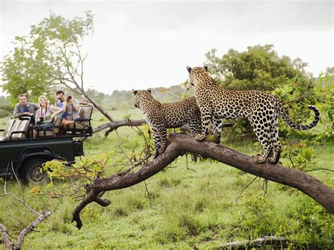 Kruger National Park (Private Safaris.) Mackers