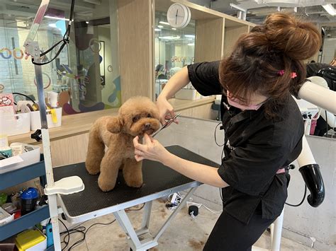 Private Dog Grooming