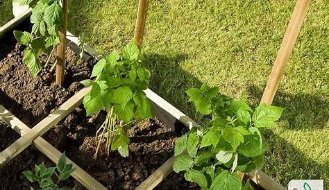 Prix Tuteur Tomate Bricomarche TUTEUR TOMATE BOIS 180CM