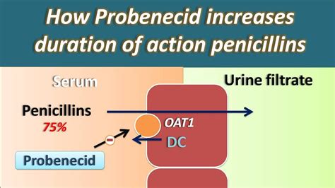 probenecid and penicillin