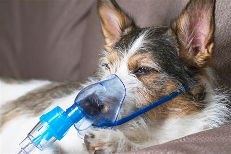 problemas respiratorios en perros