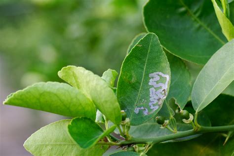 problems with lime trees