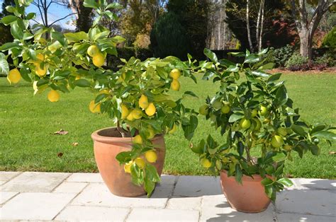 problems with lime trees in pots