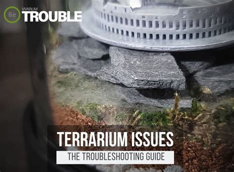 Common Problems with Running Water in a Terrarium and How to Fix Them