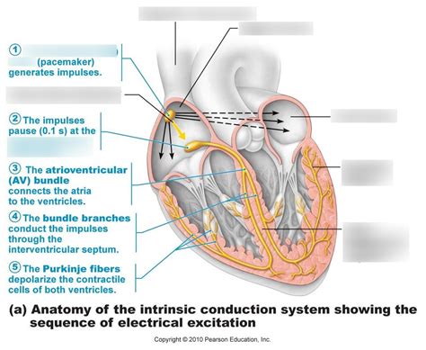 Problems With The Electrical System Of The Heart Can Cause This Abnormality Quizlet