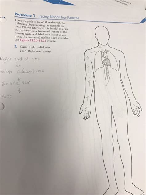 Procedure 1 Tracing Blood Flow Patterns