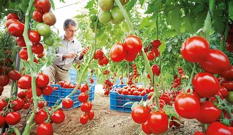 Ciclo Crecimiento Una Planta Tomate Sobre Fondo Blanco Stock Vector by