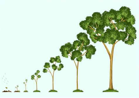 Process Of A Tree Growing