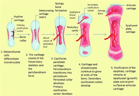 process of endochondral ossification