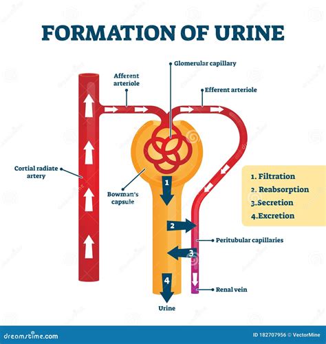 Process Of Filtration In Urinary System