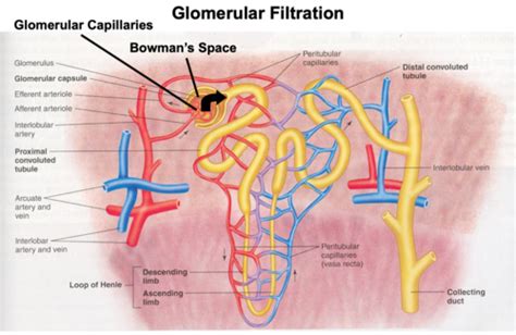Process Of Glomerular Filtration Quizlet