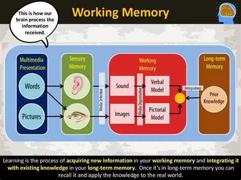 Processing Effects Working Memory
