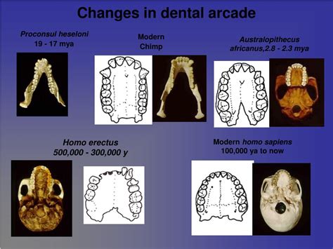 Proconsul Molar Cusp Pattern
