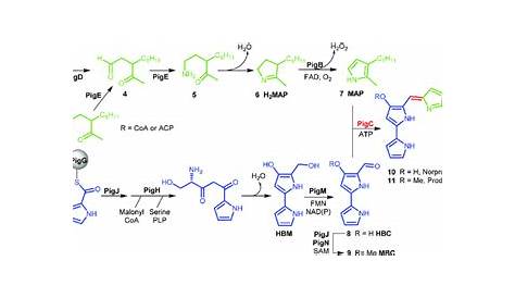 Prodigiosin Uses Thermoregulation Of Biosynthesis By Serratia