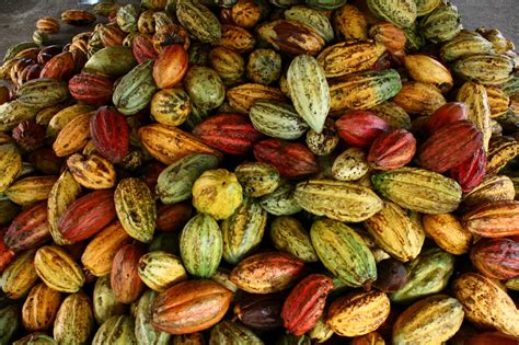 produccion de cacao en mexico