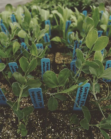 Produce Hydesville Ca