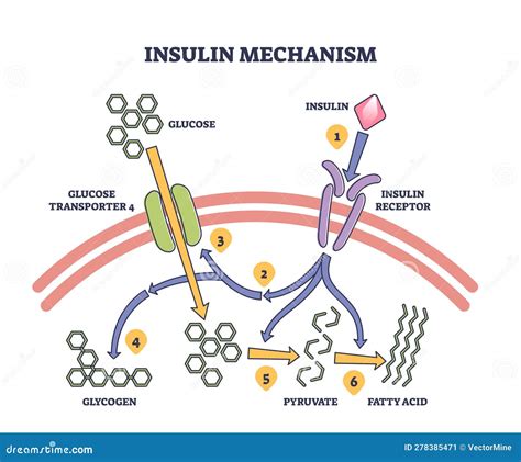 Produced Insulin