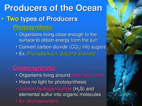 Producers In The Ocean