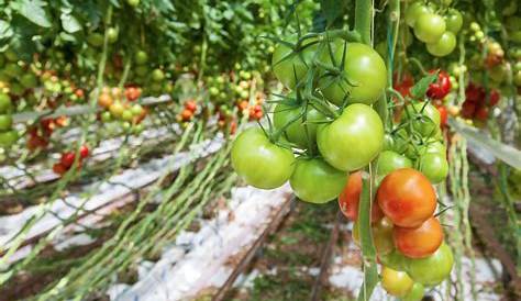 Tomate France Producteur Bio - RENARD | Libertyprim