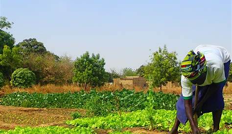 Agriculture au Burkina Faso : Bientôt 200 tonnes de semences de base de