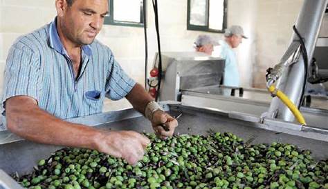 Production Huile Dolive Maroc 2018 Olives Une Nationale Estimee A Pres De 2 Millions De