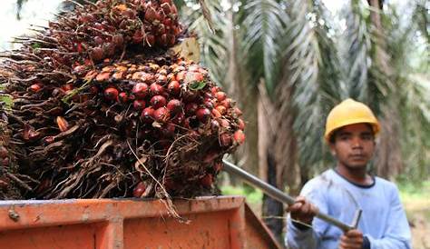Data Produksi Gula Kelapa Di Indonesia