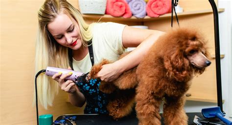 Mastering Professional Dog Grooming Techniques Guide