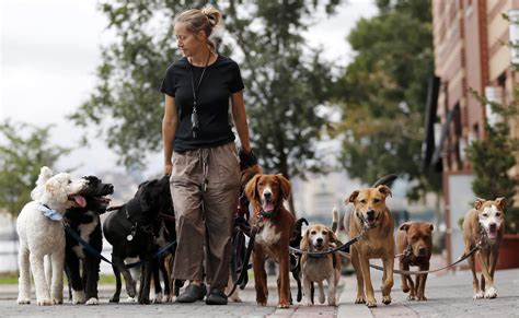 professional dog walking services in toronto