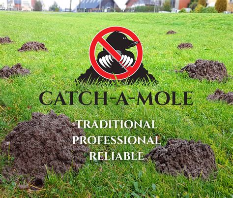 professional mole exterminators in my area