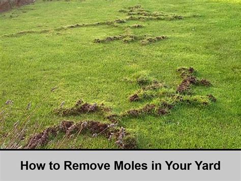 professional mole removal from yard