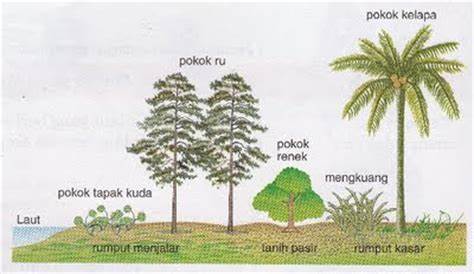 Gambar Profil Ekosistem Mangrove Bakau Geograph88 Hutan