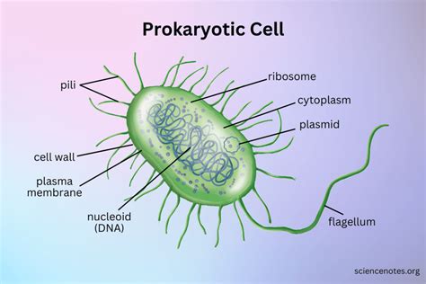 Prokaryotes Unveil Cellular Secrets