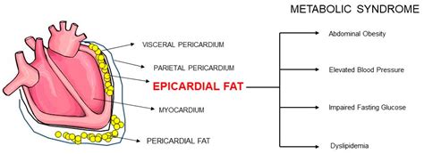 prominent epicardial fat