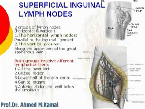 prominent inguinal lymph nodes